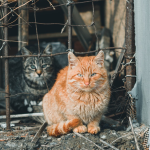 Katzenkastrationsaktion vom 26.10.2026 bis 22.11.2026