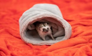 hedgehog-7746765_1280